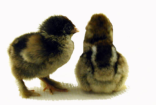 Dark Brahma Chick - Male