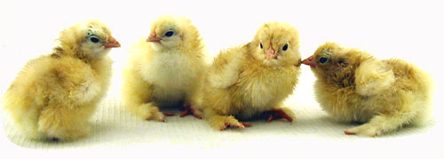 Buff Cochin Chick - Female
