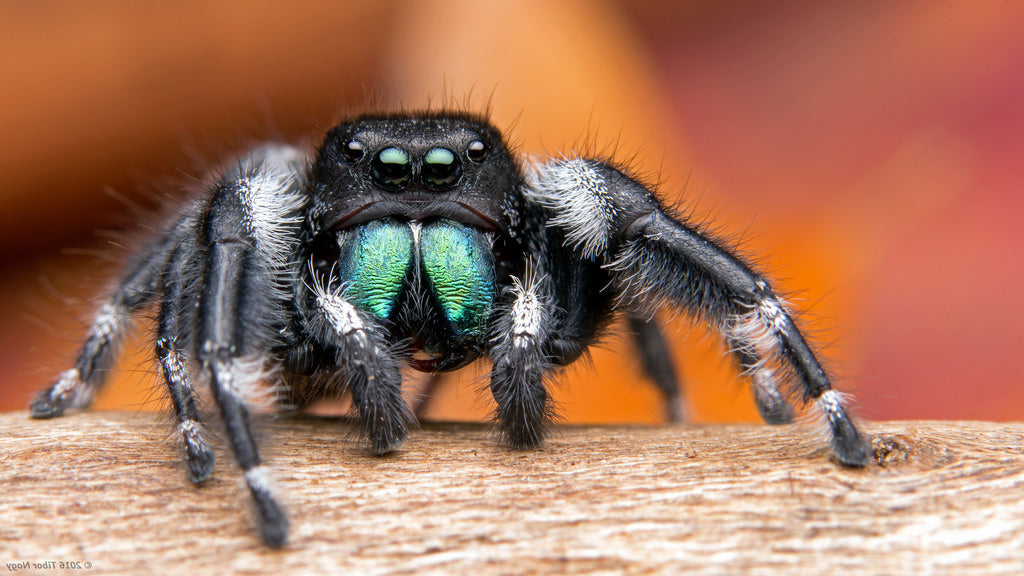 Bold Jumping Spider