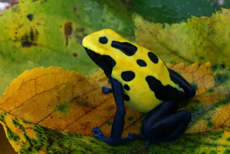 Citronella Tinctorius Dart Frog - #32945