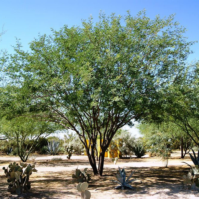 Chilean Mesquite - Single Trunk - 24" Box or 25 Gallon - #3717