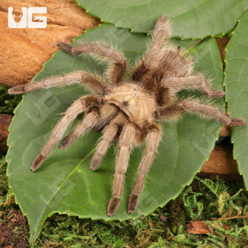 Tarantula