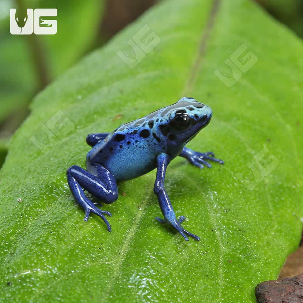 Blue Sipaliwini Dart Frog - #28192