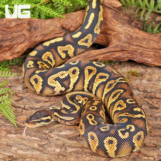 Pastel Blackhead Ball Python - #33202