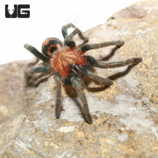 Tarantula