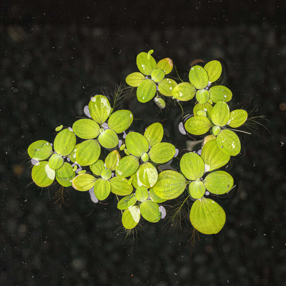 Water Lettuce – Small (Under 3")