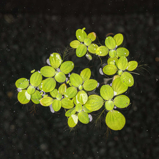 Water Lettuce – Small (Under 3")