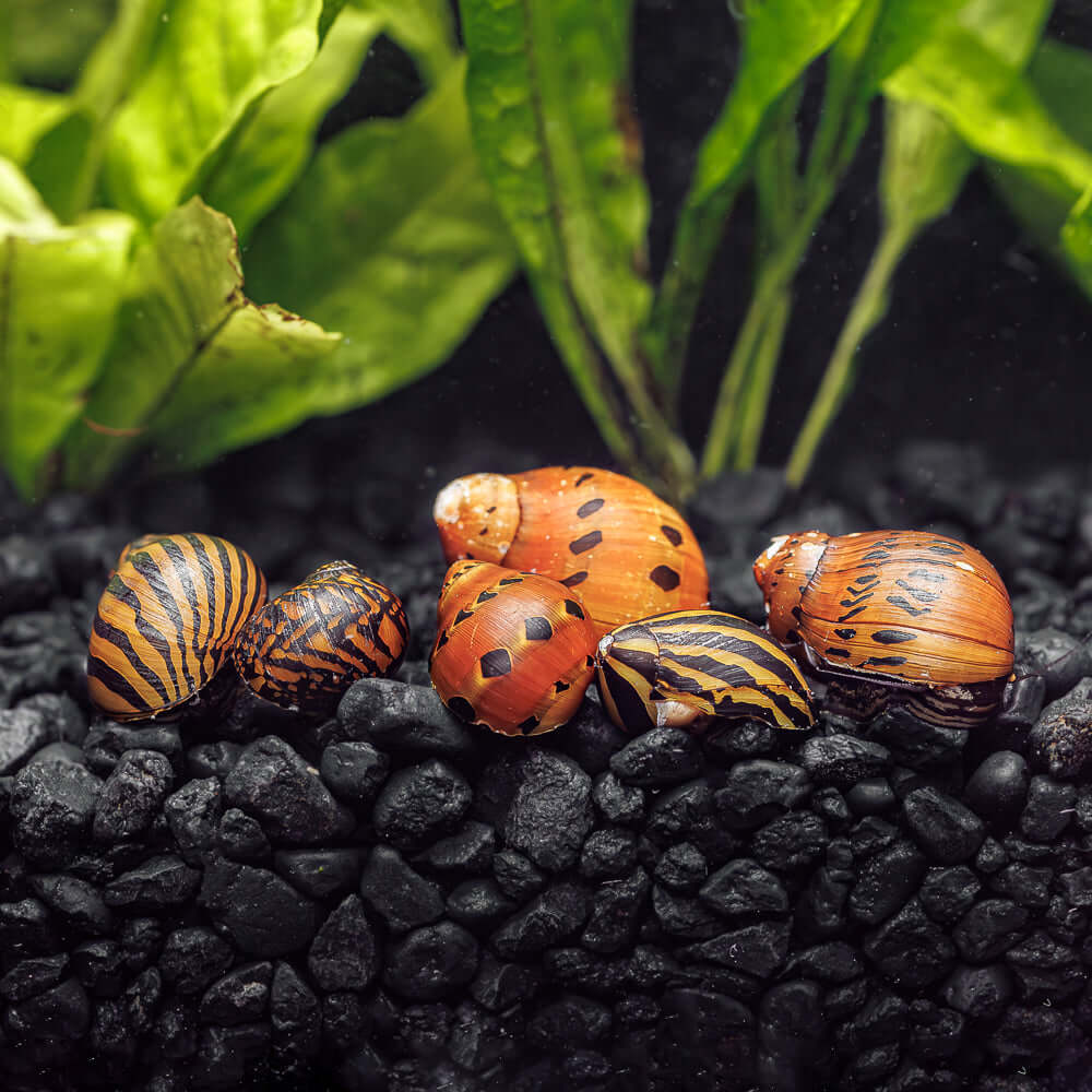 Snails