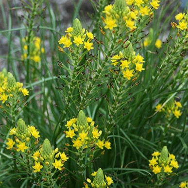 Bulbine 'Yellow' - 1 Gallon - #31956