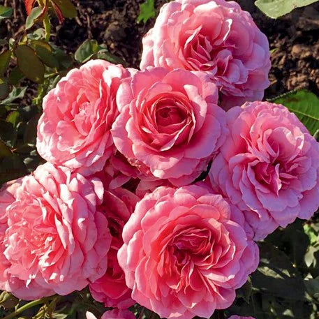 Rose Tree Uptown Girl - 36" - 15 Gallon - #29796