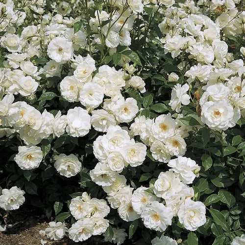 Iceberg Rose - Floribunda - 5 Gallon - #6035