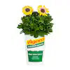 Annual Flowers - Vigoro - 2 Quart - HD - #32795