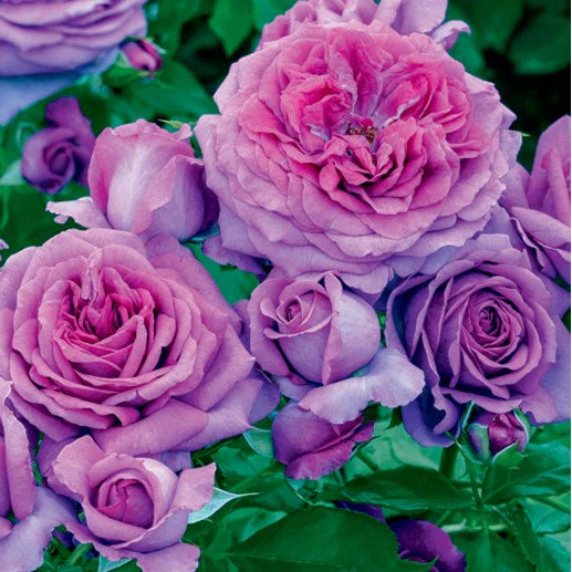 Rose Sweet Madame Blue - Floribunda - TNP - #32626