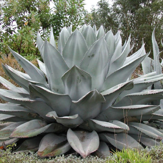 Whale's Tongue Agave - 1 Gallon - #25974