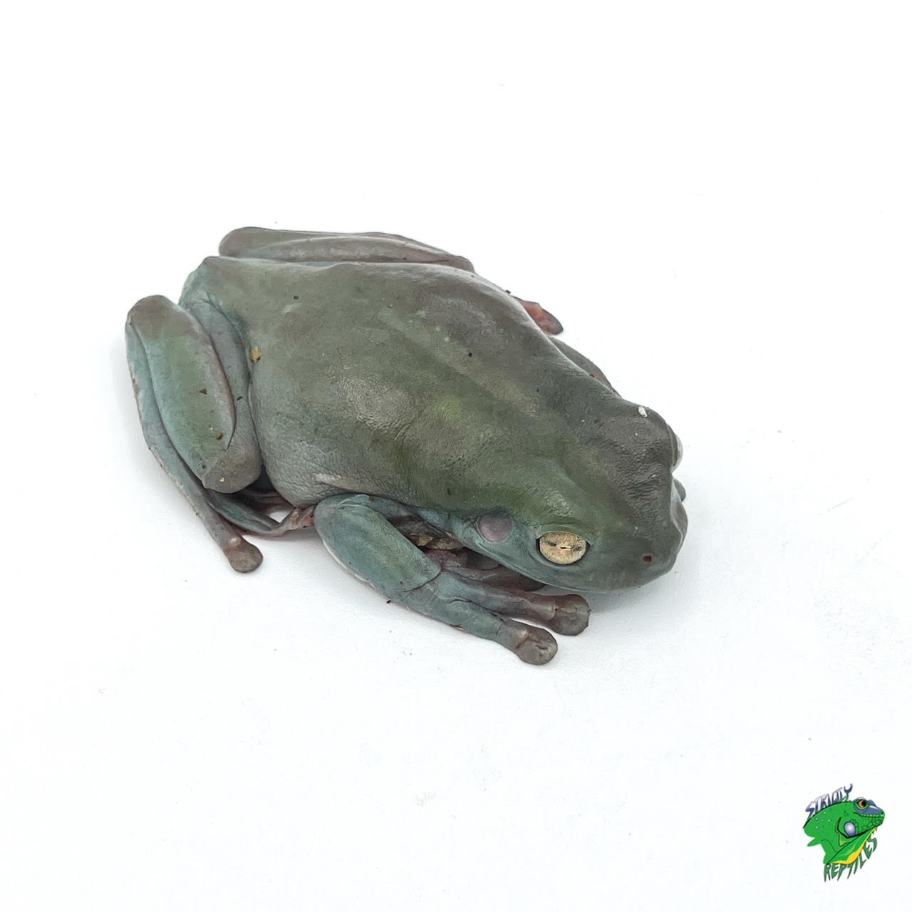 Tree Frog