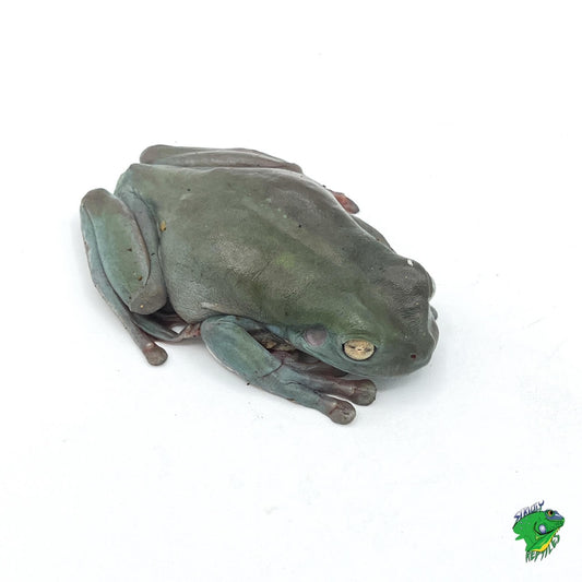 Tree Frog