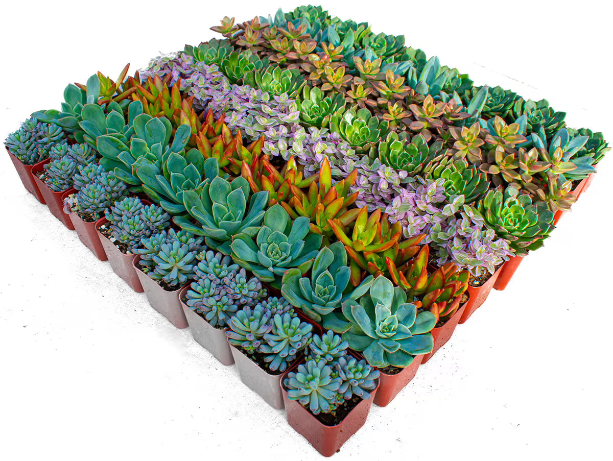 Succulent & Cacti - 2" - #30893