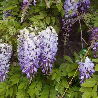 Chinese Wisteria - Staked - 5 Gallon - #19138