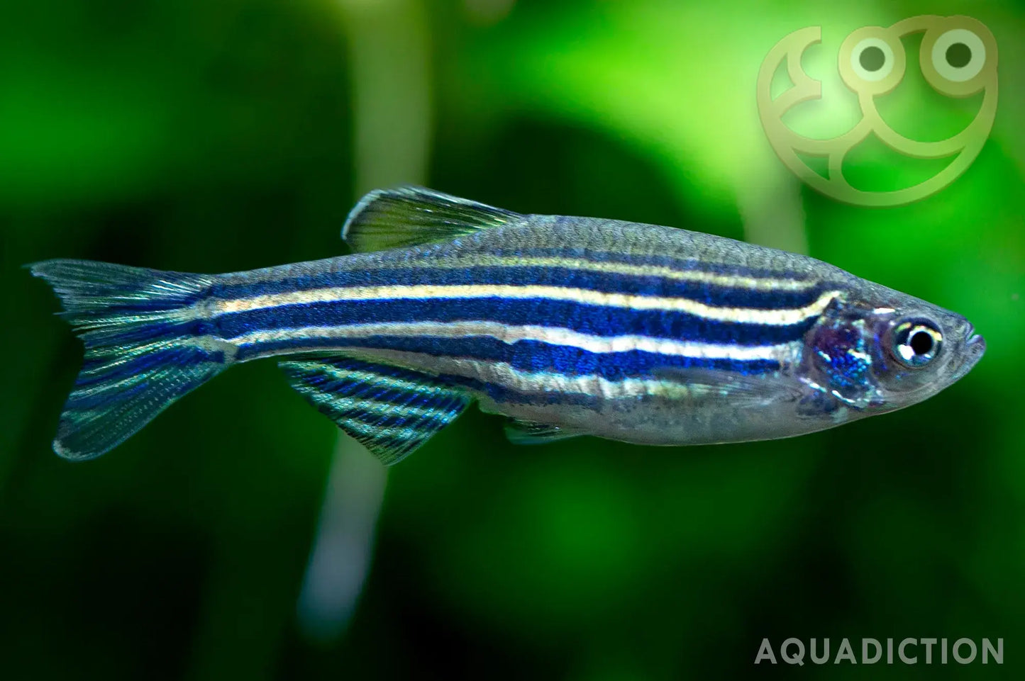 Assorted Zebra Danio -