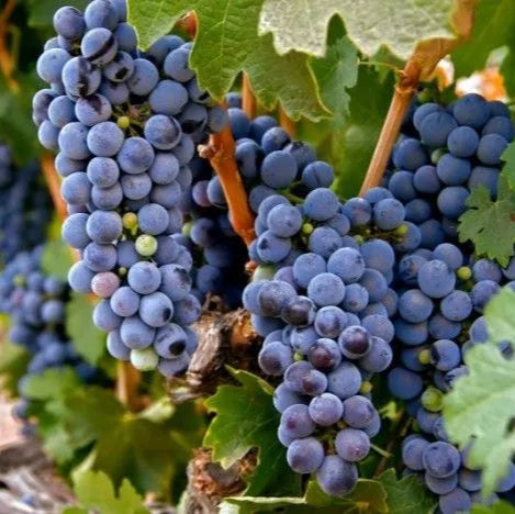 Grape 'Zinfandel' - 5 Gallon - #29752