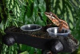 Feeding Ledge Magnetic - 2 Cups - 22" - #31136